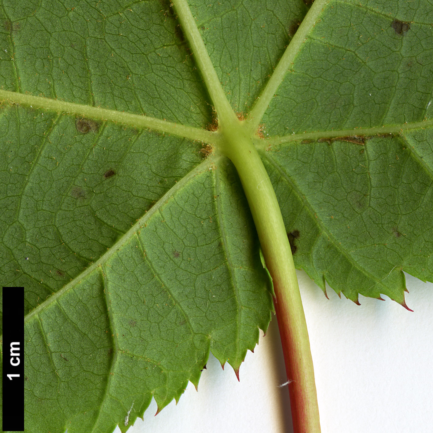 High resolution image: Family: Sapindaceae - Genus: Acer - Taxon: HWJ 569